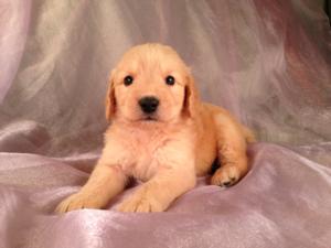 Male Goldendoodle Puppy for sale #11 Born April 10th, 2013|Goldendoodles Puppies by Professional Goldendoodle Breeders